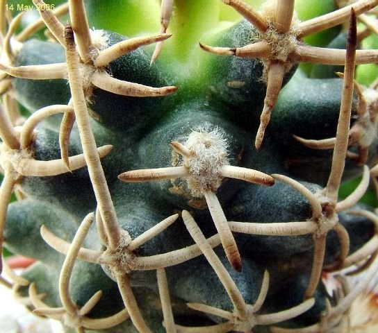 Pediocactus_ peeblesianus 'maja' 09